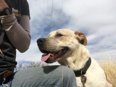 Grizzly: one of the dogs on OTAT West Texas’ very first transport