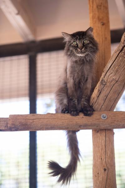 Grog the cat sitting on a wooden perch