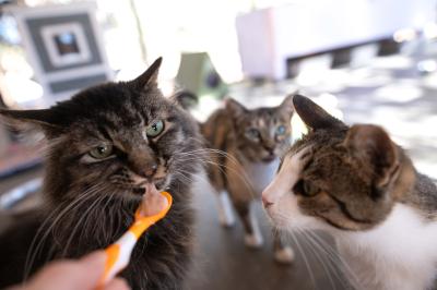 Grog the cat licking some baby food off a small spoon with other cats beside him