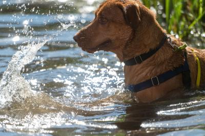 Brown dog splashing in some water