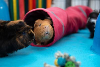 A brown Guinea pig poking his head out of a tunnel next to another Guinea pig