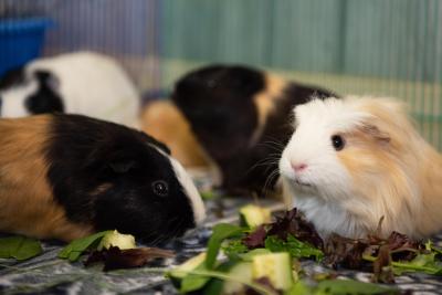 Group of Guinea pigs with some greens and vegetables