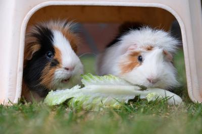 Two Guinea pigs under a plastic enclosure, with a piece of Romaine lettuce in front of them