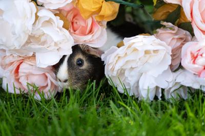 Guinea pig on some green grass covered in flowers