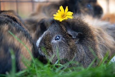 Guinea pig with a small yellow flower on his head