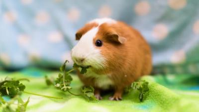 Guinea pig chewing on a piece of cilantro