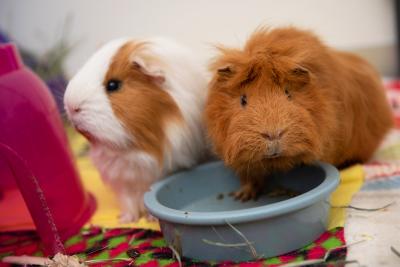 Two Guinea pigs next to a food bowl