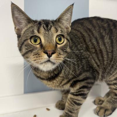 Gus Gus the brown tabby cat