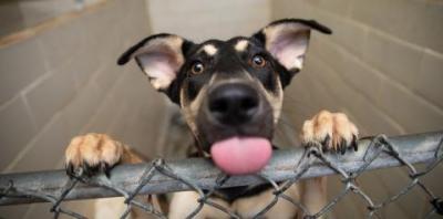 Black and brown dog standing on fence with tongue sticking out