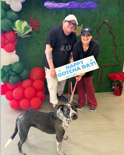 Rose the dog with her adopters, who are holding a sign that says, 'Happy gotcha day'