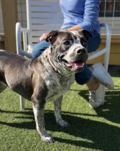 Person outside on a chair behind Rose the dog