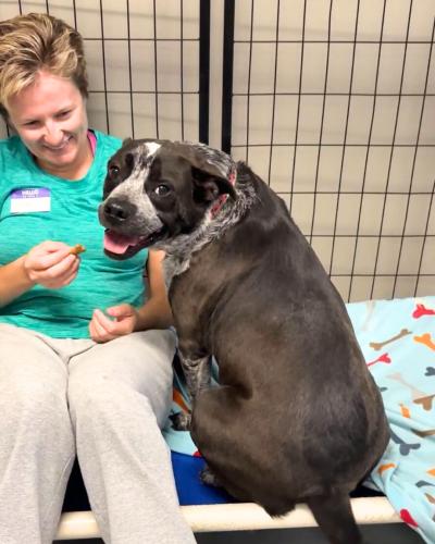 Person sitting next to Rose the dog in a kennel