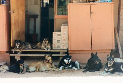 The early days of Dogtown