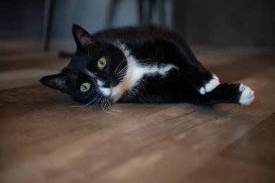 Hale the black and white cat lying on his side on a wooden floor