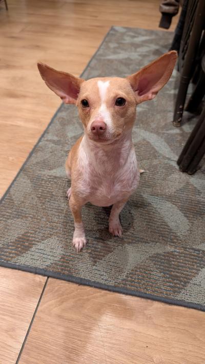 Regan the dog in her home