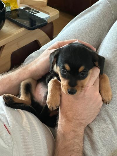Person holding a puppy on their lap