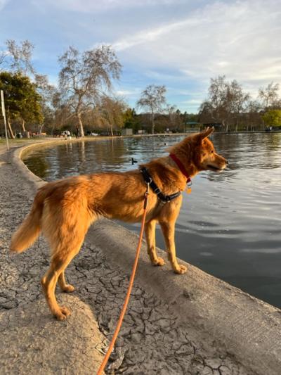 Hanjae the dog outside on a leash on the edge of a body of water