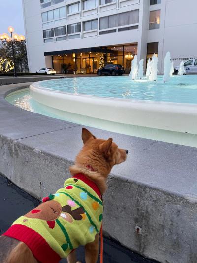 Hanjae the dog outside on a leash looking at a water fountain outside a white building
