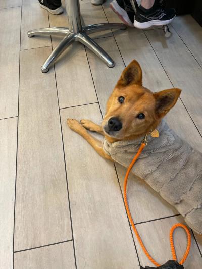 Hanjae the dog lying on the floor and wearing a dog jacket