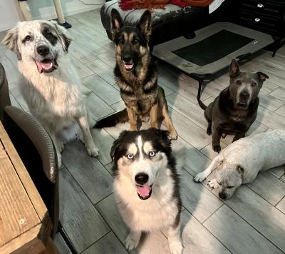 Hank the dog with the rest of the 'pack' at his foster home