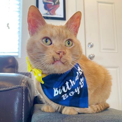 Wilbur the orange tabby cat wearing a blue Birthday Boy bandanna