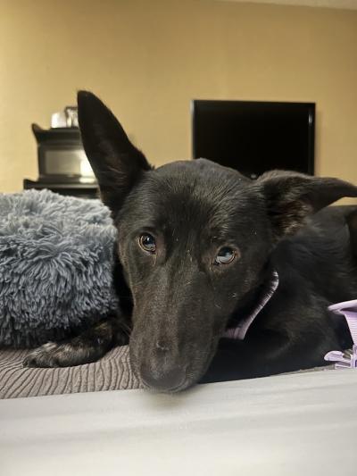 Lillie the dog in a home