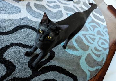 Harlie Q the black kitten standing on a multicolored rug