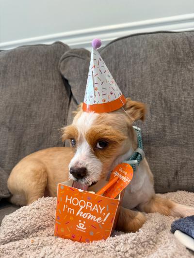 Hawkeye the dog wearing a hat and eating his adoption cake