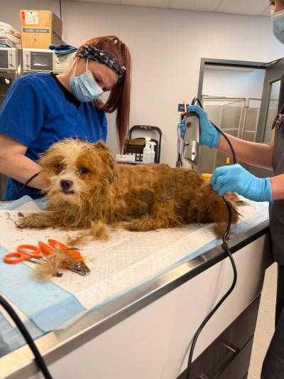 Hawkeye the dog getting the mats shaved off him