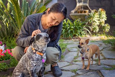 Person petting a black and white spotted dog while a smaller brown dog watches