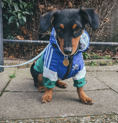 Hektor the dog adopted by team member Stephen Newey