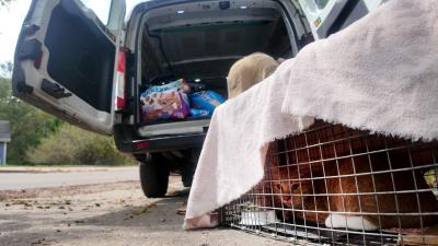 Cat in a covered humane trap beside a transport van