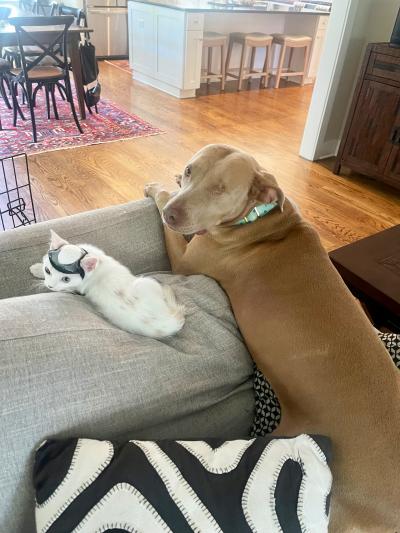 Turtle the cat wearing a helmet lying on a couch next to a large brown dog