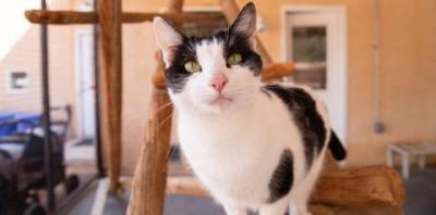 Black and white cat on cat tree looking at camera