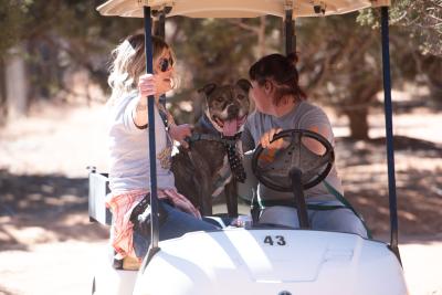 Legion the dog getting a ride in a golf cart