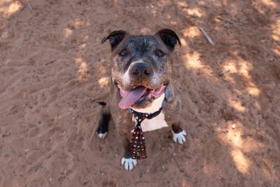 Legion the dog wearing a starry necktie on his collar