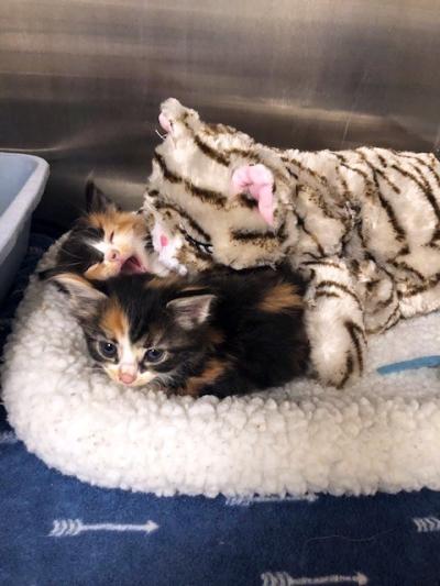 Two calico kittens in a bed with a stuffed toy cat