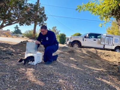 Animal control officer releasing a cat from a humane trap as part of trap-neuter-vaccinate-return