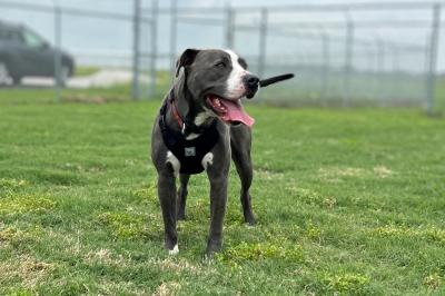 Hester the dog in a fenced in area on grass