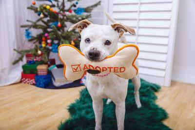 Dog with a bone-shaped toy with the word 'Adopted' and a checkmark on it in front of a Christmas tree