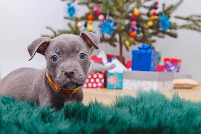 Gray puppy in front of a Christmas tree and presents