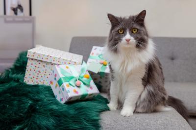 A gray and white cat on a couch beside some presents