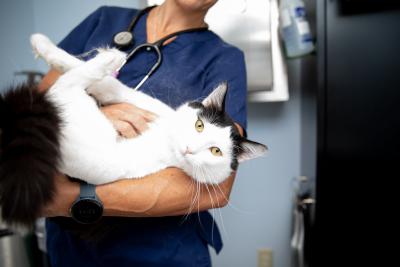 Veterinary professional holding a cat - spay and neuter for cats