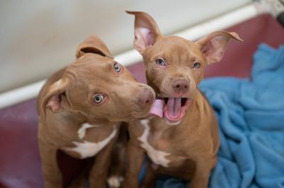 Homestar and Trogdor the puppies playing