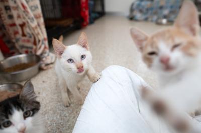 Honey the kitten with her tongue out and her paw on someone's covered knee