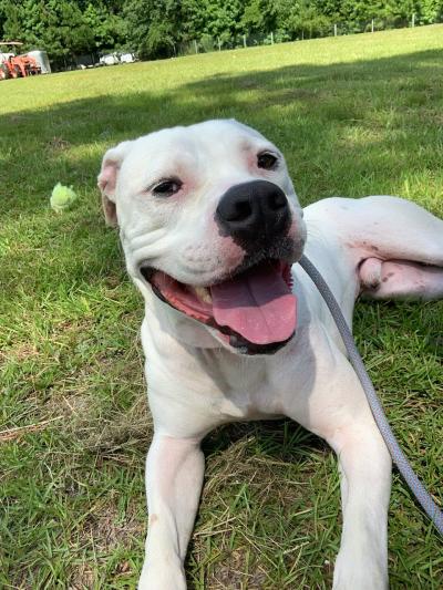 Ghost the dog outside on a leash smiling