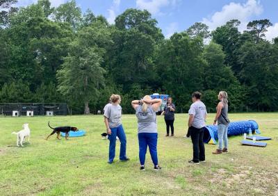 People outside with dogs in a play yard