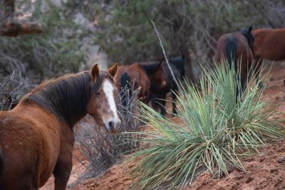 Bramble the horse next to a yucca plant, with others from the herd in the background