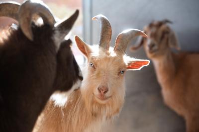 Cache, Jonathan Dewey and Gizelle the goats, backlit by sun