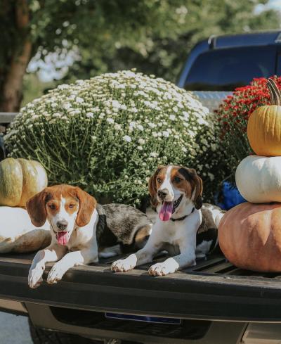 Remi and Riley the dogs lying next to a stack of pumpkins, in front of some mums